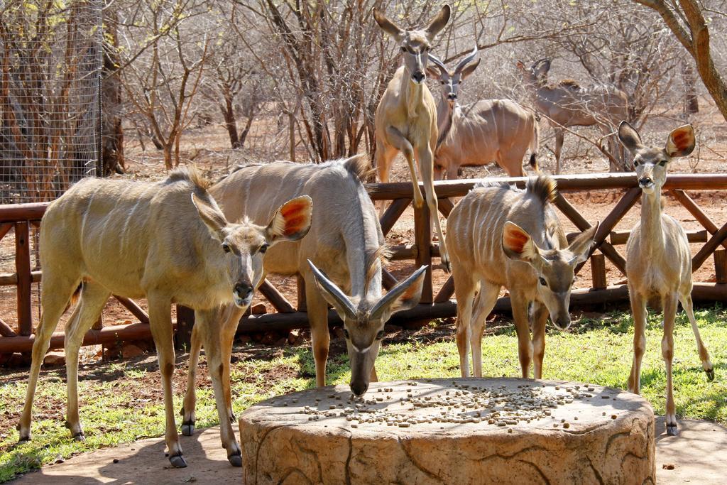 Genet House Holiday Home Marloth Park Exteriér fotografie
